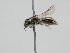  ( - OSAC_0001278452)  @11 [ ] CreativeCommons  Attribution (by) (2022) Pollinator Health Lab Oregon State University