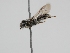  ( - OSAC_0001278456)  @11 [ ] CreativeCommons  Attribution (by) (2022) Pollinator Health Lab Oregon State University