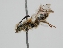  ( - OSAC_0001278461)  @11 [ ] CreativeCommons  Attribution (by) (2022) Pollinator Health Lab Oregon State University