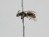  ( - OSAC_0001278464)  @11 [ ] CreativeCommons  Attribution (by) (2022) Pollinator Health Lab Oregon State University