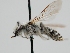  ( - OSAC_0001278502)  @11 [ ] CreativeCommons  Attribution (by) (2022) Pollinator Health Lab Oregon State University