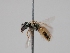  ( - OSAC_0001279486)  @11 [ ] CreativeCommons  Attribution (by) (2023) Pollinator Health Lab Oregon State University