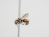  ( - OSAC_0001279546)  @11 [ ] CreativeCommons  Attribution (by) (2023) Pollinator Health Lab Oregon State University