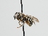  ( - OSAC_0001275784)  @11 [ ] CreativeCommons  Attribution (by) (2023) Pollinator Health Lab Oregon State University