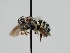  ( - OSAC_0001275781)  @11 [ ] CreativeCommons  Attribution (by) (2023) Pollinator Health Lab Oregon State University