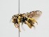  ( - OSAC_0001224807)  @11 [ ] CreativeCommons  Attribution (by) (2023) Pollinator Health Lab Oregon State University