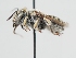  ( - OSAC_0001273554)  @11 [ ] CreativeCommons  Attribution (by) (2023) Pollinator Health Lab Oregon State University