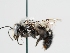  ( - OSAC_0001273546)  @11 [ ] CreativeCommons  Attribution (by) (2023) Pollinator Health Lab Oregon State University