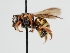  ( - OSAC_0001275849)  @11 [ ] CreativeCommons  Attribution (by) (2023) Pollinator Health Lab Oregon State University