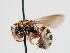  ( - OSAC_0001275852)  @11 [ ] CreativeCommons  Attribution (by) (2023) Pollinator Health Lab Oregon State University