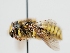  ( - OSAC_0001224720)  @11 [ ] CreativeCommons  Attribution (by) (2023) Pollinator Health Lab Oregon State University