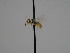  ( - OSAC_0001300061)  @11 [ ] CreativeCommons  Attribution (by) (2023) Pollinator Health Lab Oregon State University