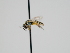  ( - OSAC_0001300099)  @11 [ ] CreativeCommons  Attribution (by) (2023) Pollinator Health Lab Oregon State University