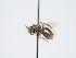  ( - OSAC_0001300120)  @11 [ ] CreativeCommons  Attribution (by) (2023) Pollinator Health Lab Oregon State University