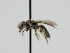  ( - OSAC_0001300121)  @11 [ ] CreativeCommons  Attribution (by) (2023) Pollinator Health Lab Oregon State University