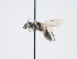  ( - OSAC_0001300132)  @11 [ ] CreativeCommons  Attribution (by) (2023) Pollinator Health Lab Oregon State University