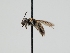  ( - OSAC_0001300122)  @11 [ ] CreativeCommons  Attribution (by) (2023) Pollinator Health Lab Oregon State University