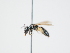  ( - OSAC_0001300123)  @11 [ ] CreativeCommons  Attribution (by) (2023) Pollinator Health Lab Oregon State University