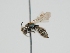  ( - OSAC_0001300124)  @11 [ ] CreativeCommons  Attribution (by) (2023) Pollinator Health Lab Oregon State University