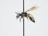  ( - OSAC_0001300133)  @11 [ ] CreativeCommons  Attribution (by) (2023) Pollinator Health Lab Oregon State University