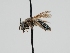  (Andrena annectens - OSAC_0001300134)  @11 [ ] CreativeCommons  Attribution (by) (2023) Pollinator Health Lab Oregon State University