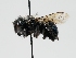  ( - OSAC_0001225318)  @11 [ ] CreativeCommons  Attribution (by) (2023) Pollinator Health Lab Oregon State University