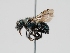  ( - OSAC_0001224186)  @11 [ ] CreativeCommons  Attribution (by) (2023) Pollinator Health Lab Oregon State University