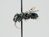  ( - OSAC_0001224185)  @11 [ ] CreativeCommons  Attribution (by) (2023) Pollinator Health Lab Oregon State University
