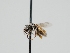  ( - OSAC_0001300138)  @11 [ ] CreativeCommons  Attribution (by) (2023) Pollinator Health Lab Oregon State University