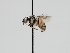  ( - OSAC_0001300139)  @11 [ ] CreativeCommons  Attribution (by) (2023) Pollinator Health Lab Oregon State University