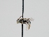  (Anthophorula chionura - OSAC_0001300140)  @11 [ ] CreativeCommons  Attribution (by) (2023) Pollinator Health Lab Oregon State University