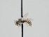  ( - OSAC_0001275743)  @11 [ ] CreativeCommons  Attribution (by) (2023) Pollinator Health Lab Oregon State University