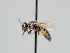  ( - OSAC_0001275738)  @11 [ ] CreativeCommons  Attribution (by) (2023) Pollinator Health Lab Oregon State University