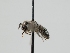  ( - OSAC_0001278651)  @11 [ ] CreativeCommons  Attribution (by) (2023) Pollinator Health Lab Oregon State University