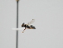  ( - OSAC_0001300143)  @11 [ ] CreativeCommons  Attribution (by) (2023) Pollinator Health Lab Oregon State University