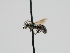  ( - OSAC_0001300153)  @11 [ ] CreativeCommons  Attribution (by) (2023) Pollinator Health Lab Oregon State University