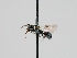  ( - OSAC_0001300154)  @11 [ ] CreativeCommons  Attribution (by) (2023) Pollinator Health Lab Oregon State University