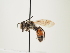  ( - ORBIT_0031)  @11 [ ] nrr (2023) Unspecified Thomas Wood