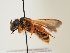  (Halictus rufipes - ORBIT_0095)  @11 [ ] nrr (2023) Unspecified Thomas Wood