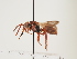  (Nomada ariasi - ORBIT_0111)  @11 [ ] nrr (2023) Unspecified Thomas Wood
