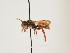  ( - ORBIT_0113)  @11 [ ] nrr (2023) Unspecified Thomas Wood