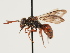  (Nomada caspia - ORBIT_0114)  @11 [ ] nrr (2023) Unspecified Thomas Wood