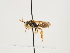  (Nomada cherkesiana - ORBIT_0115)  @11 [ ] nrr (2023) Unspecified Thomas Wood