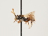 (Nomada coronata - ORBIT_0116)  @11 [ ] nrr (2023) Unspecified Thomas Wood