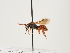  (Nomada cypriaca - ORBIT_0118)  @11 [ ] nrr (2023) Unspecified Thomas Wood