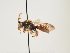  (Nomada hungarica - ORBIT_0128)  @11 [ ] nrr (2023) Unspecified Thomas Wood