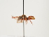  (Nomada lateritia - ORBIT_0131)  @11 [ ] nrr (2023) Unspecified Thomas Wood