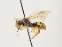  (Nomada limassolica - ORBIT_0132)  @11 [ ] nrr (2023) Unspecified Thomas Wood