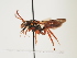  (Nomada mauritanica - ORBIT_0133)  @11 [ ] nrr (2023) Unspecified Thomas Wood