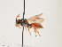  (Nomada mocsaryi - ORBIT_0135)  @11 [ ] nrr (2023) Unspecified Thomas Wood